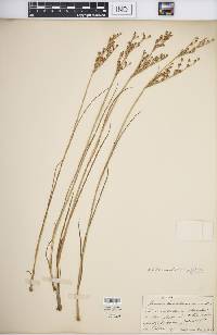 Juncus brevicaudatus image