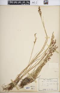 Juncus brevicaudatus image