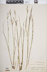 Juncus brevicaudatus image