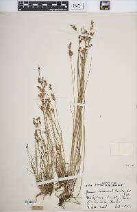 Juncus brevicaudatus image