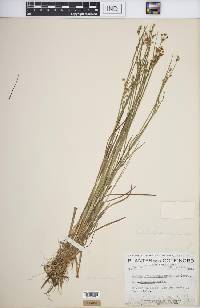 Juncus brevicaudatus image