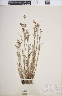 Juncus brevicaudatus image