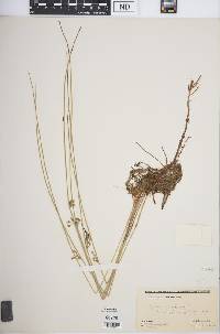 Juncus filiformis image