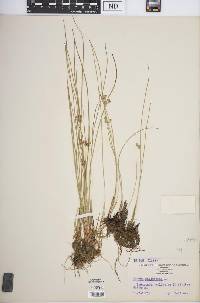 Juncus filiformis image