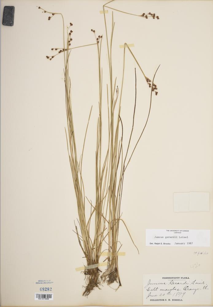 Juncus gerardii image