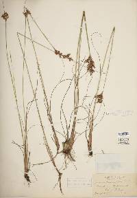 Juncus greenei image