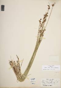 Juncus greenei image