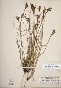 Juncus greenei image