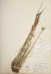 Juncus greenei image