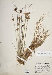 Juncus greenei image