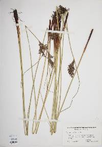 Juncus inflexus image