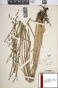 Juncus militaris image