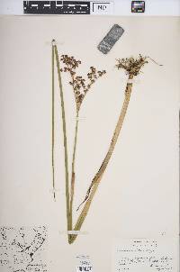 Juncus militaris image