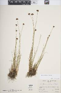 Juncus nevadensis image