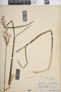 Juncus nodatus image