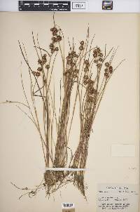 Juncus nodosus image