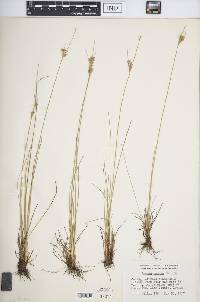 Juncus patens image