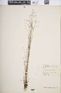 Juncus pelocarpus image