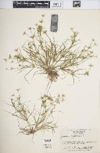 Juncus repens image