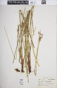 Juncus roemerianus image