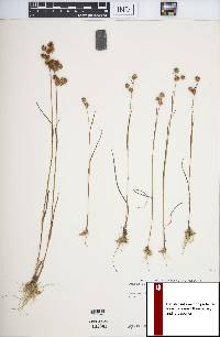 Juncus scirpoides image