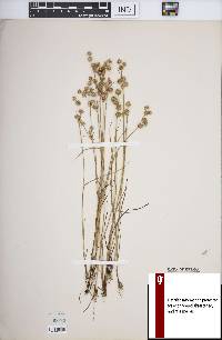 Juncus scirpoides image