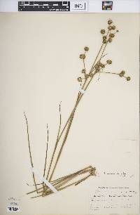 Juncus scirpoides image