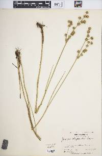 Juncus scirpoides image