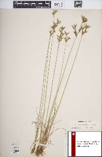 Juncus secundus image