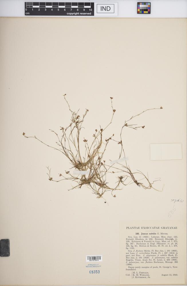Juncus subtilis image