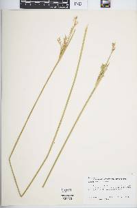 Juncus subulatus image