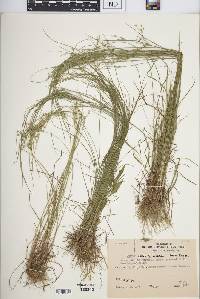 Juncus anthelatus image