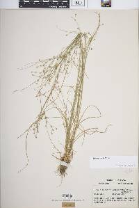 Juncus anthelatus image