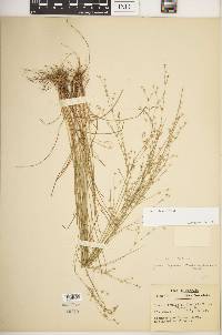 Juncus anthelatus image