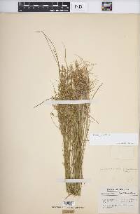 Juncus anthelatus image