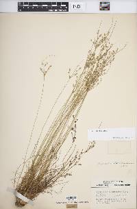 Juncus anthelatus image