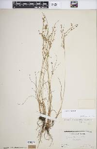 Juncus anthelatus image