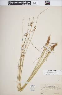 Juncus coriaceus image