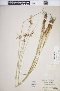 Juncus coriaceus image