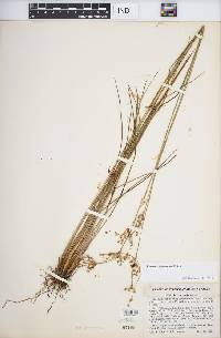 Juncus dichotomus image