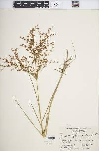 Juncus diffusissimus image