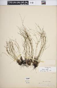 Juncus trifidus image