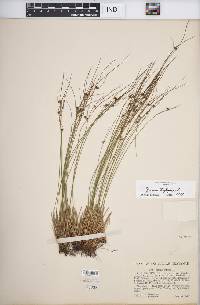 Juncus trifidus image