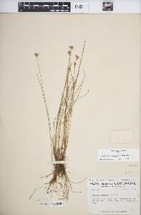 Juncus vaseyi image