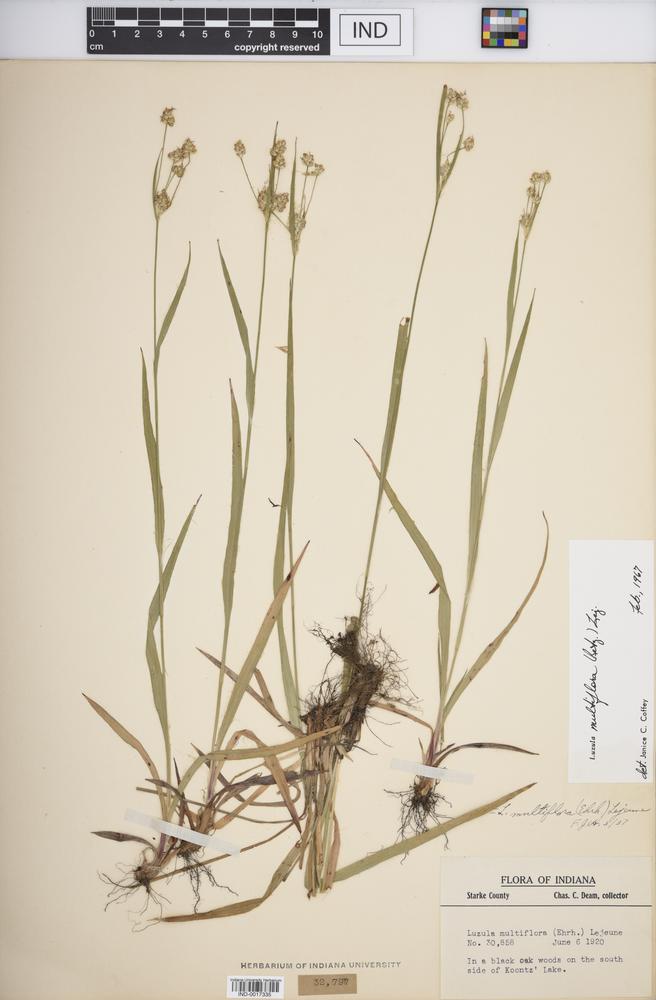 Luzula multiflora subsp. multiflora image