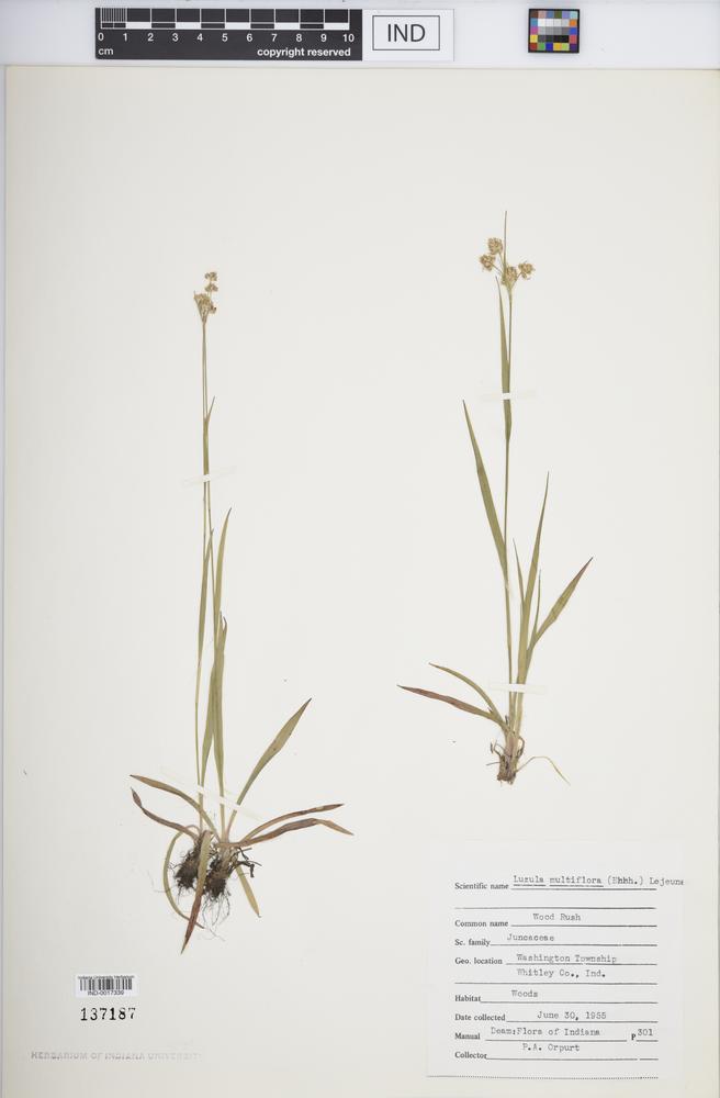 Luzula multiflora subsp. multiflora image