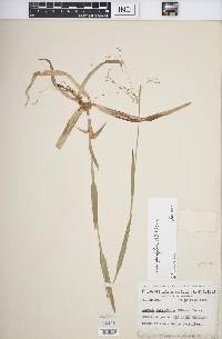 Luzula parviflora image