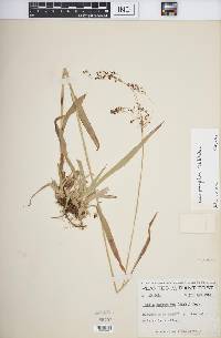 Luzula parviflora image