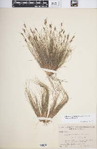 Bulbostylis ciliatifolia var. coarctata image