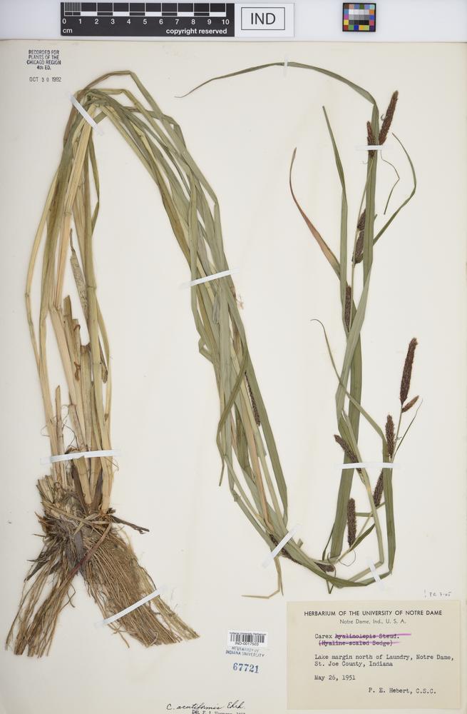 Carex acutiformis image